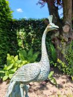sculptuur, Peacock - Pauw - 58 cm - Brons