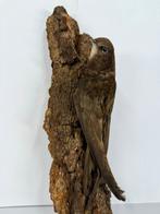 Martin pêcheur commun Support de corps entier pour