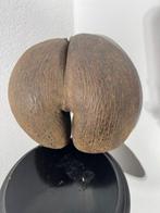 sculptuur, COCO DE MER Seychelles, primi 900’ Noce di, Nieuw