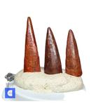 Collectie van 3 mooi bewaarde tanden van pterosauriërs uit, Verzamelen