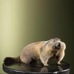 Alpenmarmot Taxidermie Opgezette Dieren By Max, Verzamelen, Dierenverzamelingen, Ophalen of Verzenden, Nieuw, Wild dier, Opgezet dier