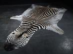 Plains Zebra Floor-skin - Taxidermie volledige montage -