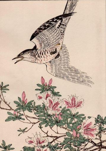 Lesser cuckoo () and Azalea () - From the album