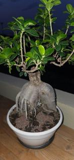 bonsai ginseng - Hauteur (arbre) : 48 cm - Profondeur