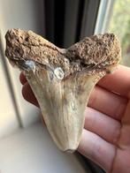 Haai - Fossiele tand - Otodus Angustidens - 9.8 cm - 8.4 cm, Verzamelen, Mineralen en Fossielen