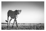 Jeffrey Van Daele - Stalking Cheetah