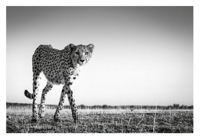 Jeffrey Van Daele - Stalking Cheetah, Antiek en Kunst, Kunst | Designobjecten