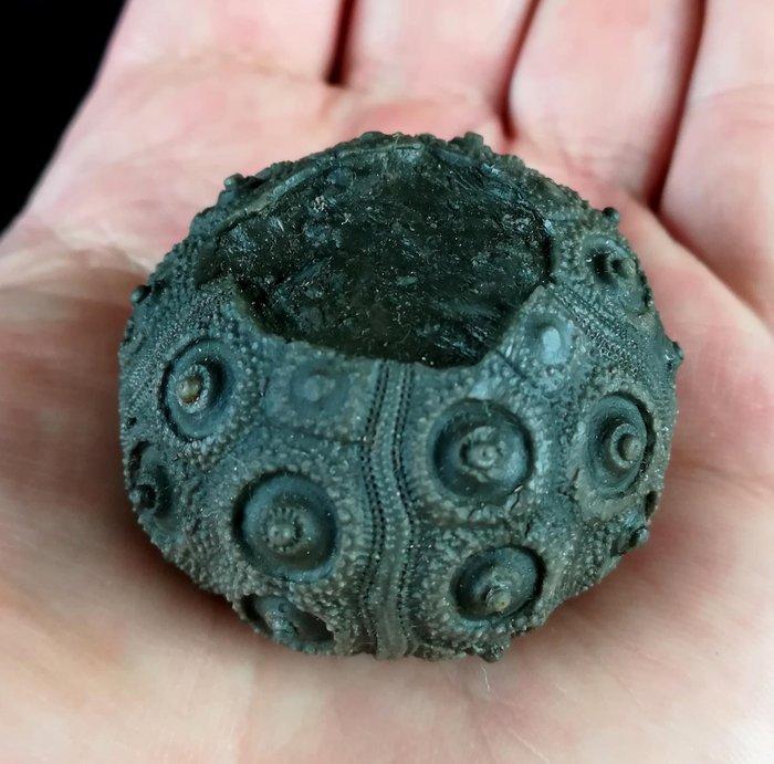 Indrukwekkende zeester !!! - Uitzonderlijke grootte bij deze, Verzamelen, Mineralen en Fossielen