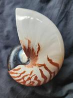 Uitzonderlijke grootte: Nautilus - Gefossiliseerde schelp -