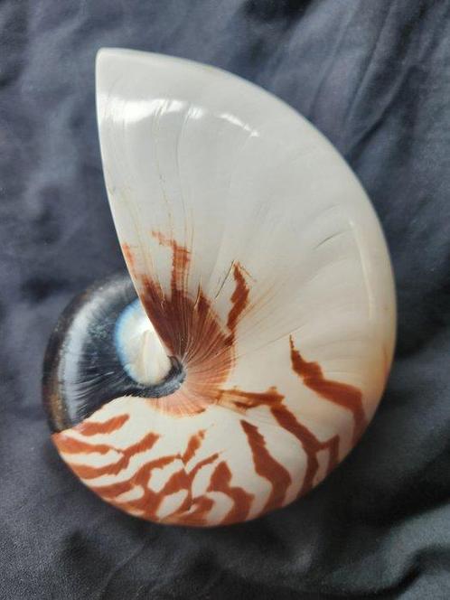 Uitzonderlijke grootte: Nautilus - Gefossiliseerde schelp -, Antiek en Kunst, Curiosa en Brocante