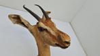 Antilope Taxidermie hoofdmontage - Young Imapala - Aepyceros, Nieuw