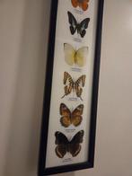 Vlinder Taxidermie volledige montage - Lepidoptera - 53 cm -, Nieuw