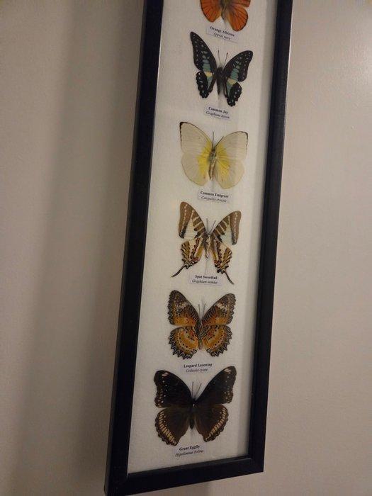 Vlinder Taxidermie volledige montage - Lepidoptera - 53 cm -, Verzamelen, Dierenverzamelingen