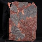 Ongelooflijk fossielmonster - Silurisch crinoïde, Antiek en Kunst