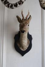 Trophée de chasse, Verzamelen, Dierenverzamelingen, Nieuw