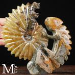 Fossil Sculpture Uitgehouwen Cleoniceras ammoniet met iguana