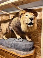 Leeuw Taxidermie volledige montage - Panthera Leo - with, Nieuw