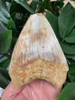 Megalodon - Fossiele tand - 124 mm - 95 mm