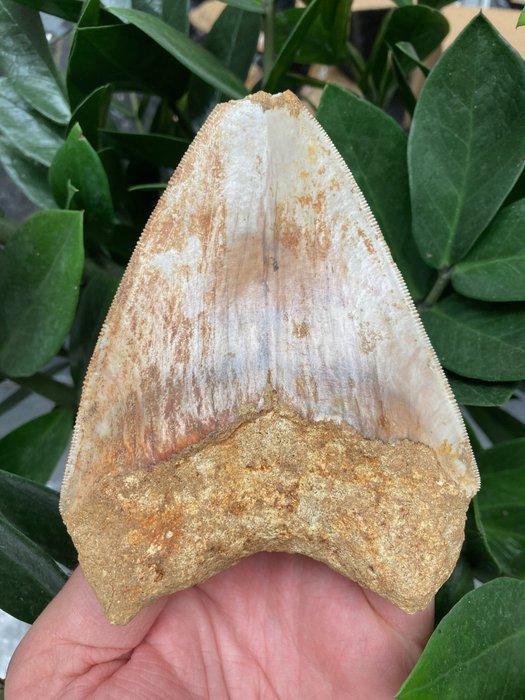 Megalodon - Fossiele tand - 124 mm - 95 mm, Verzamelen, Mineralen en Fossielen