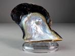 Huître ailée de Penguin avec perle Coquillage marin - Pteria, Collections