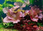 Nymphaea lotus rood aquariumplant - Rode tijgerlotus, Dieren en Toebehoren, Ophalen of Verzenden, Nieuw, Plant(en), Steen of Hout