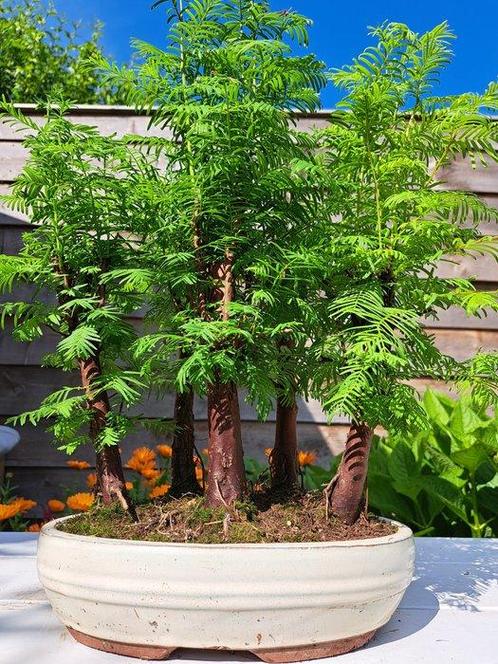 forêt de métaséquoias dans un bol à bonsaï - Hauteur (arbre), Antiek en Kunst, Curiosa en Brocante