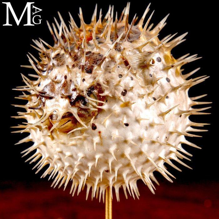 Poisson Globe sur base en bois et en laiton Support de corps, Antiek en Kunst, Curiosa en Brocante