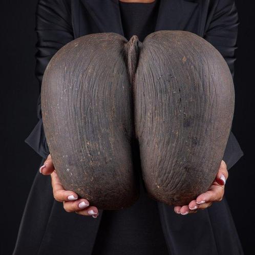 Coco De Mer - Noix de coco de mer Support de corps entier, Verzamelen, Dierenverzamelingen