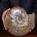 Exclusief Pools Cleoniceras - Gefossiliseerde schelp -, Verzamelen