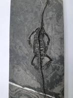 Reptiel - Fossiel skelet