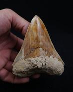 Mégalodon - Dent fossile - Otodus Megalodon, Verzamelen