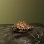 Schildpad Antiek Taxidermie Opgezette Dieren By Max, Verzamelen, Ophalen of Verzenden, Nieuw, Reptiel of Amfibie, Opgezet dier