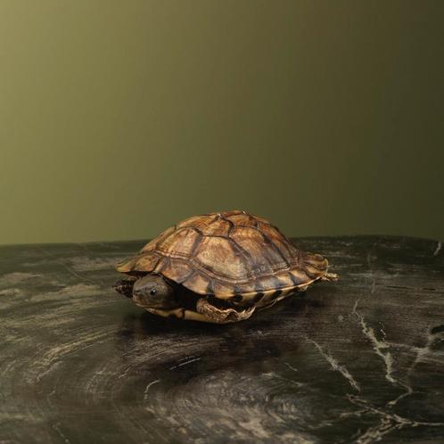 Schildpad Antiek Taxidermie Opgezette Dieren By Max, Verzamelen, Dierenverzamelingen, Opgezet dier, Nieuw, Reptiel of Amfibie