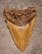 Megalodon - Fossiele tand - *nice piece* - 10.3 cm - 7.3 cm