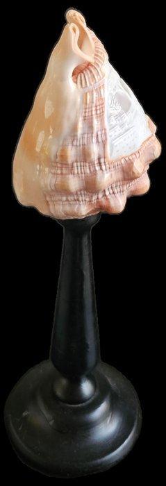 Zeeslak Taxidermie volledige montage - Cameo Cyprae Cassis, Antiek en Kunst, Curiosa en Brocante