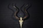 Greater Kudu Skull - Tragelaphus strepsiceros - 65×35×105 cm, Verzamelen, Dierenverzamelingen, Nieuw