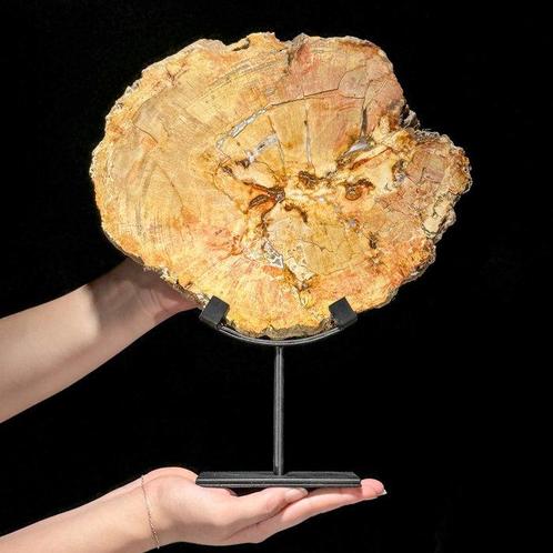 Superbe tranche de bois pétrifié sur un support personnalisé, Antiek en Kunst, Kunst | Designobjecten