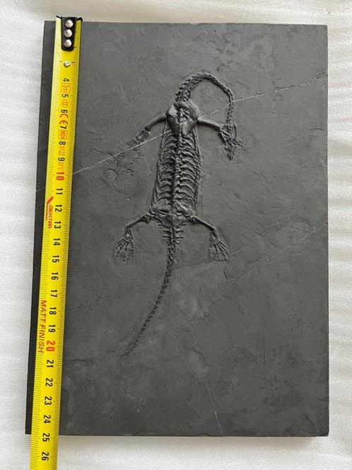 Reptile marin - Animal fossilisé - Fossil de Keichousaurus -, Verzamelen, Mineralen en Fossielen