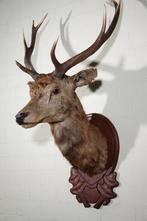 Large Red Stag - head-mount on shield - Taxidermie, Verzamelen, Dierenverzamelingen, Nieuw