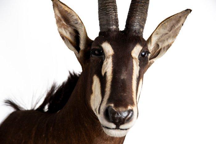 Jachttrofee, Verzamelen, Dierenverzamelingen