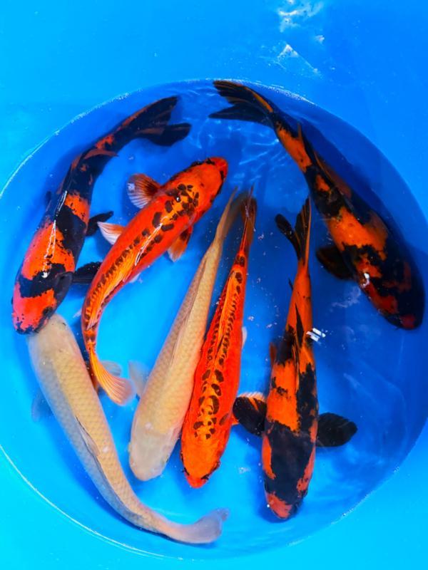 Hirasawa Marusei  40-50 cm (Japanse Koi), Tuin en Terras, Vijvers, Nieuw, Ophalen of Verzenden