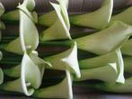 Calla Groen +/- 9 cm. Calla Groen +/- 9, Huis en Inrichting, Woonaccessoires | Kunstplanten en Kunstbloemen, Nieuw