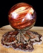 Fossiel hout - Gefossiliseerd hout - Araucaria - 15.5 cm -, Verzamelen