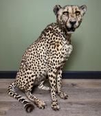 Cheetah Taxidermie Opgezette Dieren By Max, Ophalen of Verzenden, Nieuw, Wild dier, Opgezet dier