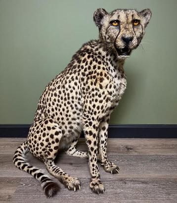 Cheetah Taxidermie Opgezette Dieren By Max beschikbaar voor biedingen