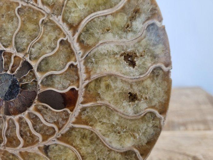 Ammoniet - Gefossiliseerde schelp - 15 cm - 12.5 cm, Verzamelen, Mineralen en Fossielen