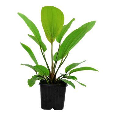 Echinodorus Rosa© XL, Dieren en Toebehoren, Vissen | Aquaria en Toebehoren, Nieuw, Verzenden