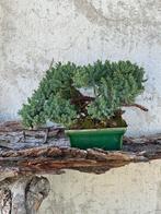 Jeneverbes bonsai (Juniperus) - Hoogte (boom): 21 cm -