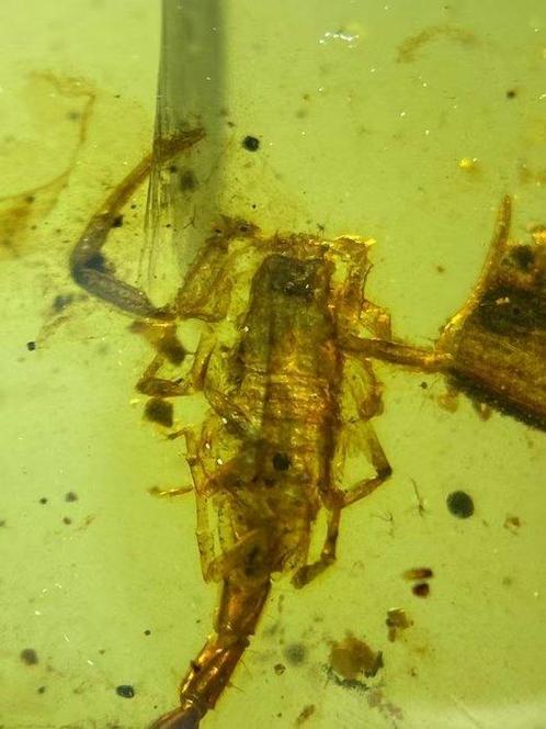 Ambre - Ambre - Scorpion - 20 mm - 16 mm, Verzamelen, Mineralen en Fossielen