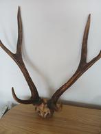 Hert Schedel met gewei - Cerf - 65 cm - 52 cm - 30 cm - (1)
